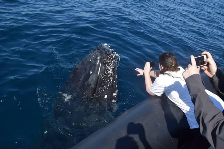 Samana Whale Watching, Cayo Levantado & El Limón Waterfalls — Day Trip from Punta Cana photo 4