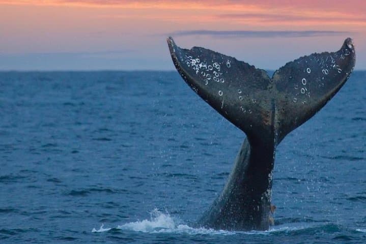 Samana Whale Watching from Las Terrenas: Half-Day Boat Trip to Cayo Levantado with Lunch photo 5