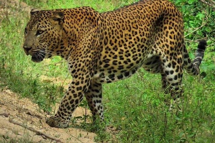 Yala National Park Safari from Ella: Leopard-Focused Jeep Safari and Wildlife Highlights photo 2