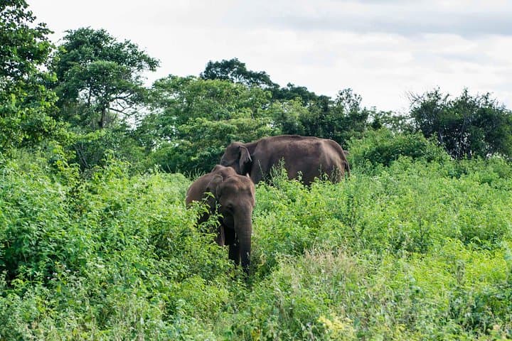 Udawalawe Safari from Ella — Afternoon Elephant Encounters & Birding photo 3