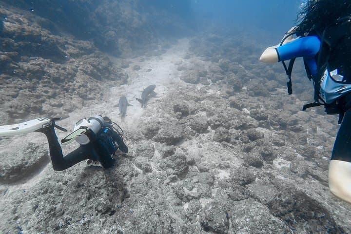 Catalinas Islands Scuba Refresher from Tamarindo — 2 Dives & Skills Review photo 3