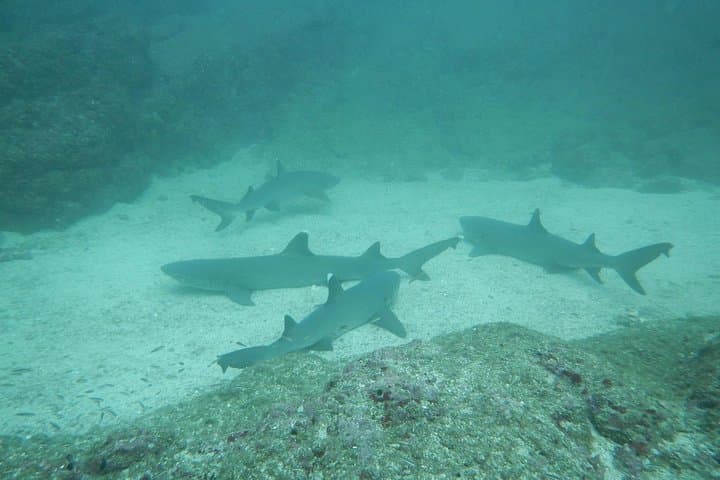Catalinas Islands Scuba Refresher from Tamarindo — 2 Dives & Skills Review photo 4