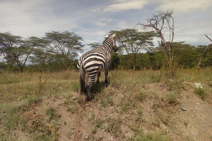 Amboseli Day Trip from Nairobi — Kilimanjaro Views & Elephant Safari photo 5