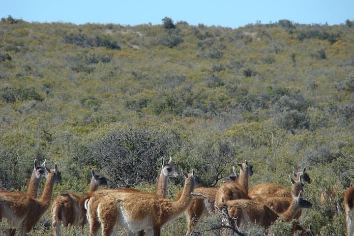 Península Valdés Wildlife Safari from Puerto Madryn — Penguins, Elephant Seals & Orcas photo 2