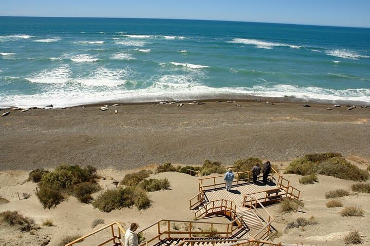 Península Valdés Wildlife Safari from Puerto Madryn — Penguins, Elephant Seals & Orcas photo 3