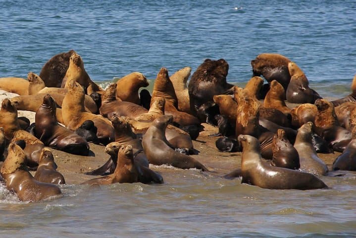 Península Valdés Wildlife Safari from Puerto Madryn — Penguins, Elephant Seals & Orcas photo 4