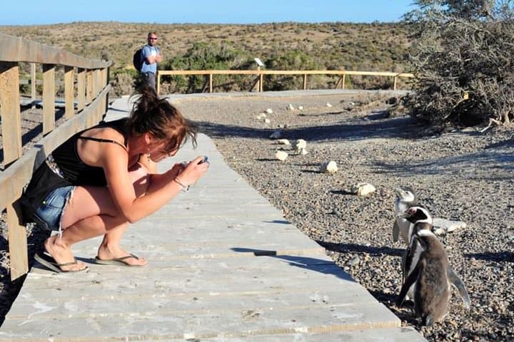 Walking Among Millions: Punta Tombo Penguin Rookery Day Trip from Puerto Madryn photo 2