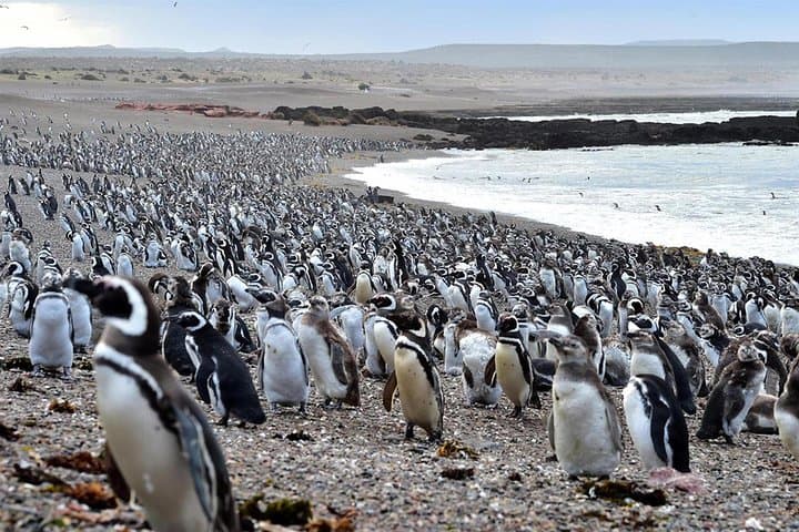 Walking Among Millions: Punta Tombo Penguin Rookery Day Trip from Puerto Madryn photo 3