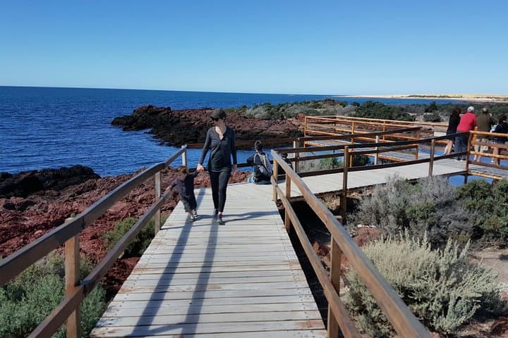 Walking Among Millions: Punta Tombo Penguin Rookery Day Trip from Puerto Madryn photo 4