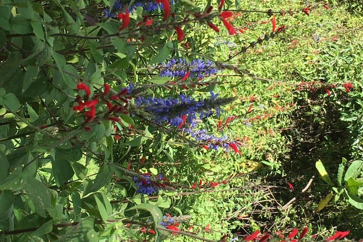 Hike the Sacred Path Above Lake Atitlán — Forest Trails & Maya Insights photo 5