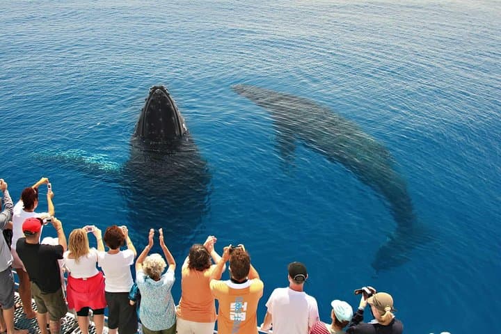 Samana Whale Watching, Cayo Levantado & El Limón Waterfalls — Day Trip from Punta Cana photo 5