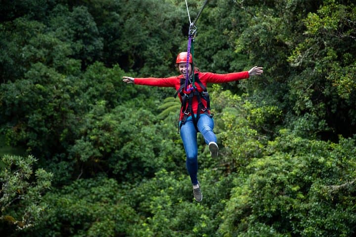Soar the Ancient Canopy: Rotorua’s 2.5-Hour Native Forest Zipline Adventure photo 6