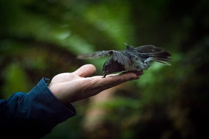 Soar the Ancient Canopy: Rotorua’s 2.5-Hour Native Forest Zipline Adventure photo 4