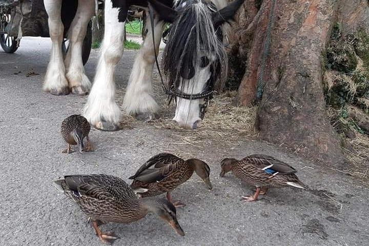 Exploring Killarney National Park by Jaunting Car: Scenic Routes and Timeless Views photo 4