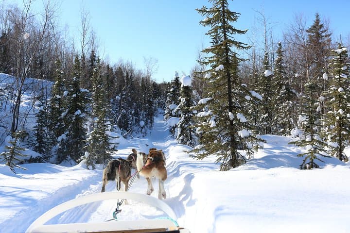 Short Dog Sledding Experience Near Fairbanks: 30-Minute Mushing Intro photo 4