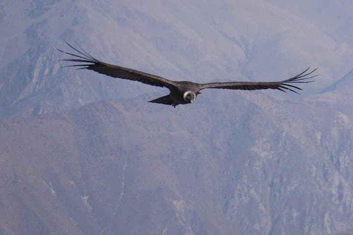 Colca Canyon 2-Day Trek: Sangalle Oasis & Cruz del Condor photo 2