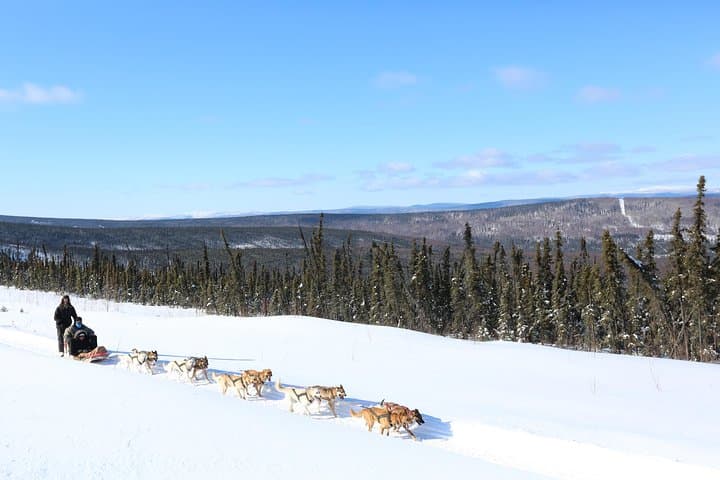 Short Dog Sledding Experience Near Fairbanks: 30-Minute Mushing Intro