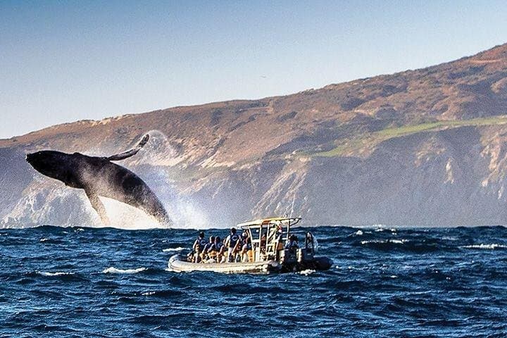 Cabos Whale Watching Cruise: Humpbacks, Dolphins & Land’s End by Boat photo 4