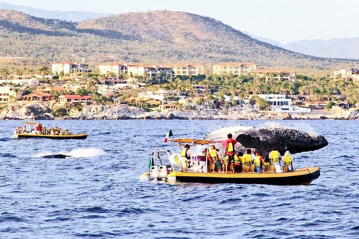 Cabos Whale Watching Cruise: Humpbacks, Dolphins & Land’s End by Boat photo 5