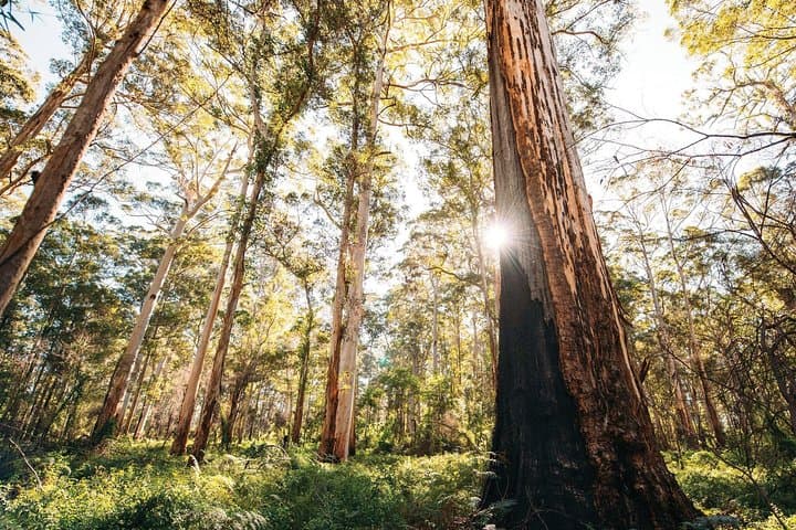 Margaret River 3-Day Escape: Wineries, Caves & Cape Leeuwin Lighthouse photo 2