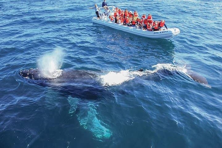 Cabos Whale Watching Cruise: Humpbacks, Dolphins & Land’s End by Boat