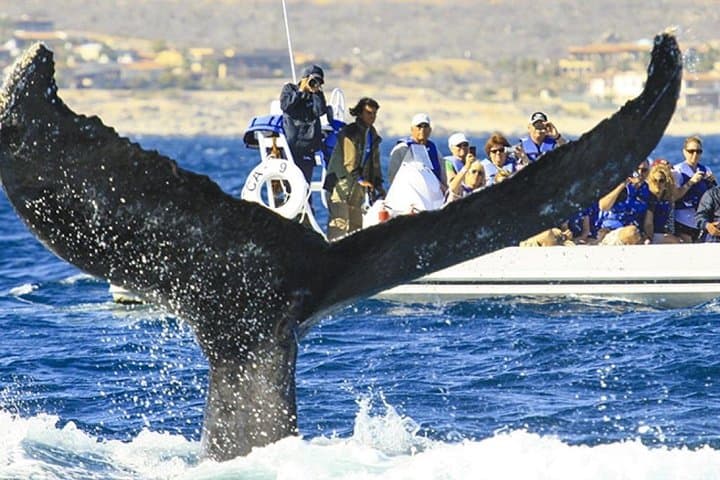 Cabos Whale Watching Cruise: Humpbacks, Dolphins & Land’s End by Boat photo 3
