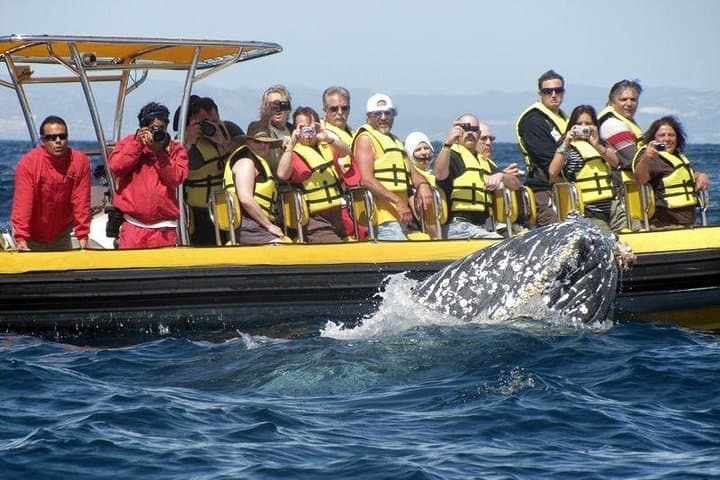 Cabos Whale Watching Cruise: Humpbacks, Dolphins & Land’s End by Boat photo 6