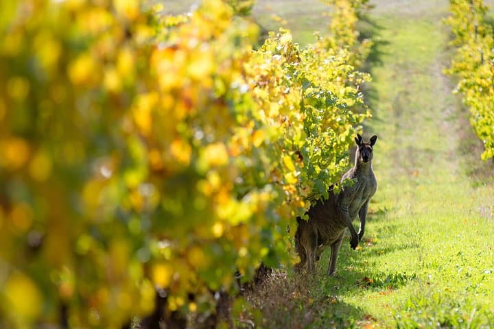 Margaret River 3-Day Escape: Wineries, Caves & Cape Leeuwin Lighthouse photo 5