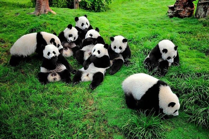 Chengdu Day Trip: Giant Panda Breeding Center and Leshan Giant Buddha Private Tour photo 1