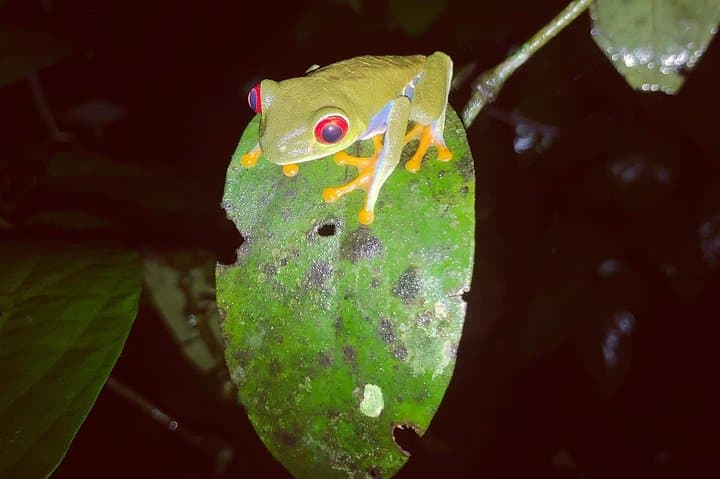 Guided Night Walk in Tortuguero: Nighttime Forest Wildlife & Flora