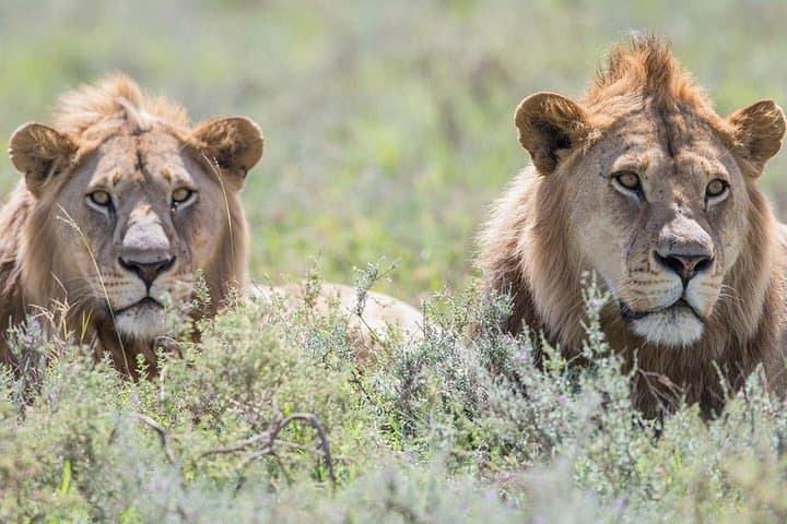 Serengeti Great Migration Safari (Dec–Apr) — Calving Season in the Southern Plains photo 2