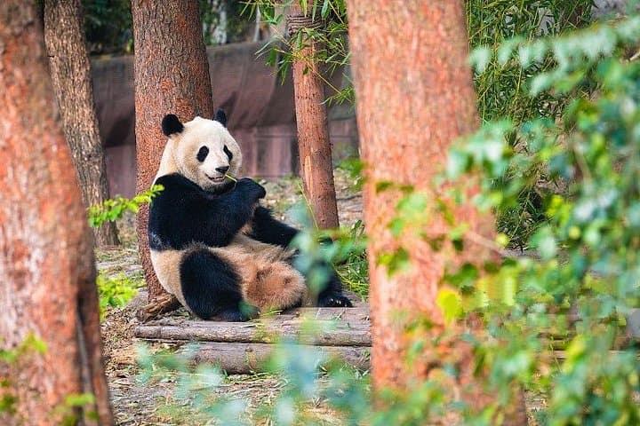 Private Half-Day Tour to Chengdu Panda Breeding Center — Up-Close Giant Panda Encounter photo 4