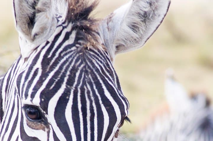 Lake Nakuru National Park Daytrip — Flamingos, White Rhino & Rift Valley Views photo 3