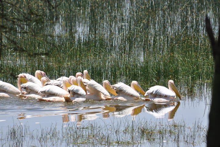 Lake Nakuru National Park Daytrip — Flamingos, White Rhino & Rift Valley Views photo 4