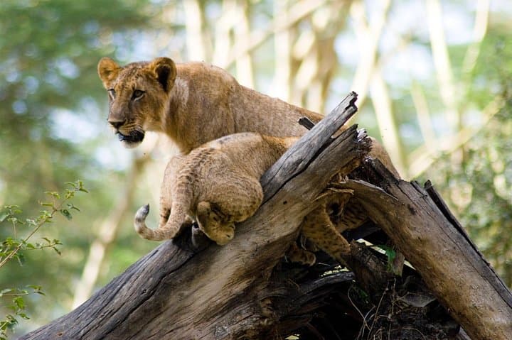 Lake Nakuru National Park Daytrip — Flamingos, White Rhino & Rift Valley Views photo 5