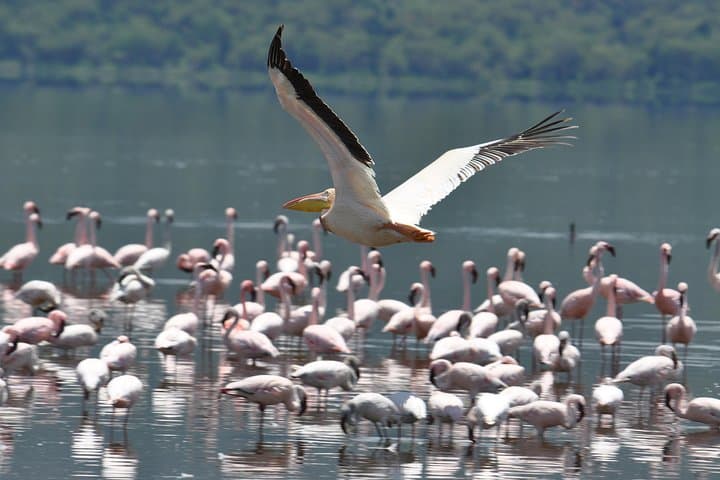 Lake Nakuru National Park Daytrip — Flamingos, White Rhino & Rift Valley Views photo 6