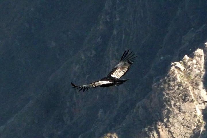Colca Canyon 2-Day Trek: Sangalle Oasis & Cruz del Condor photo 4