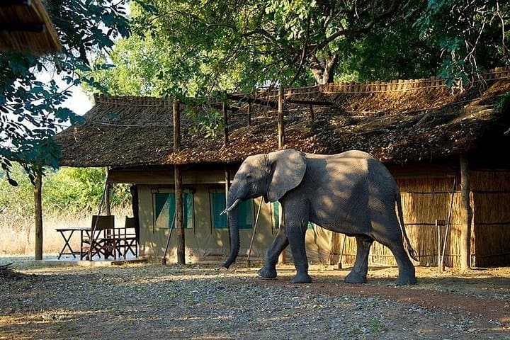 12-Day Ultimate Zambia & Botswana Wildlife Safari — Victoria Falls, Chobe & Okavango photo 3