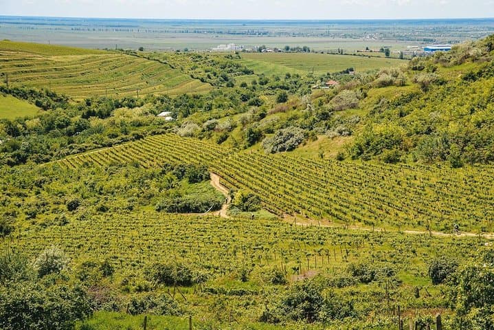Bike and Wine Tour in Dealu Mare Wineland — Cycle Romania's Historic Vineyards photo 3