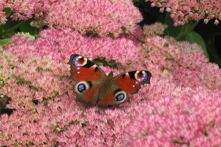 Dundee Botanic Garden Skip-the-Line Ticket — Explore 27 Acres of Temperate Plants photo 4