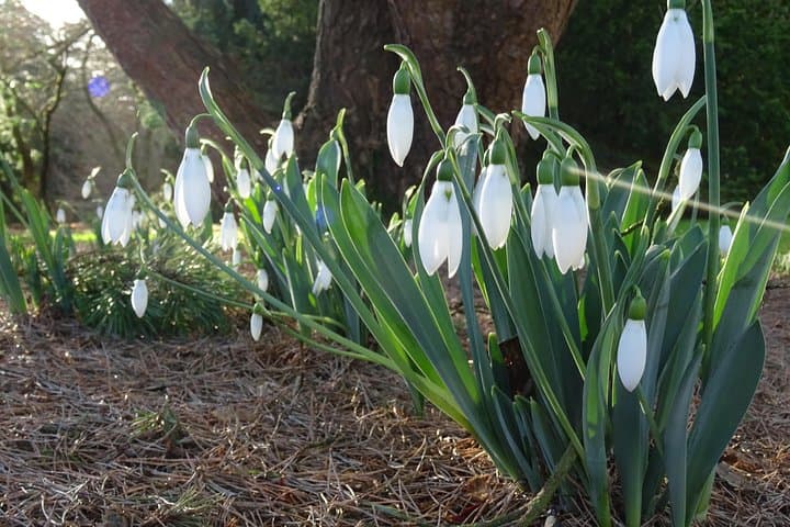 Dundee Botanic Garden Skip-the-Line Ticket — Explore 27 Acres of Temperate Plants photo 5
