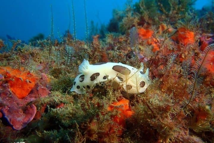 Double Dive in the Algarve — Albufeira Scuba Day Trip to Caves & Reefs photo 4