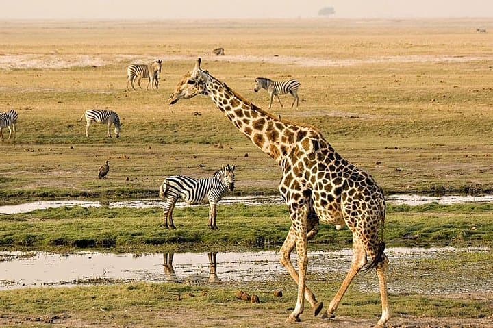 Chobe Day Trip from Livingstone: Kazungula Crossing, Game Drive & River Safari photo 2