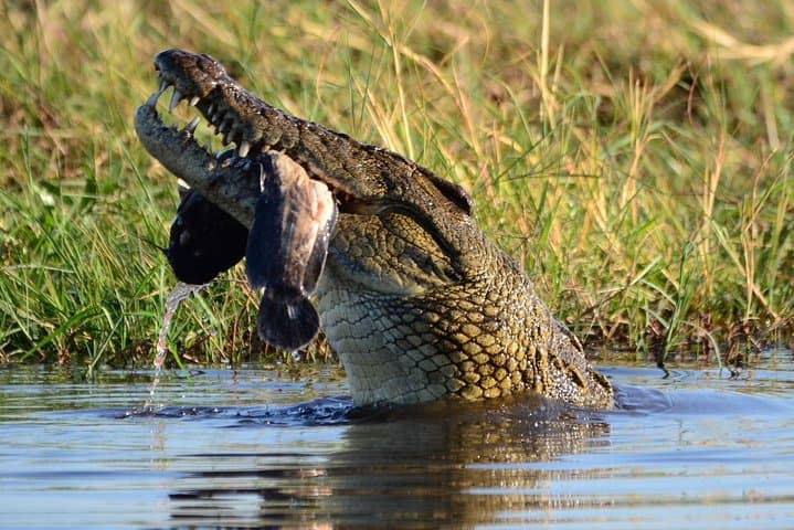 Chobe Day Trip from Livingstone: Kazungula Crossing, Game Drive & River Safari photo 3