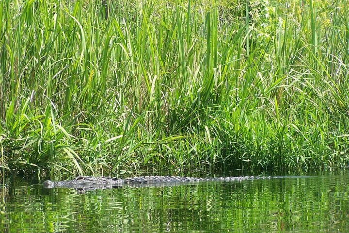 Paddle Alligator River: Kayak the OBX Refuge for Red Wolves & Egrets photo 3