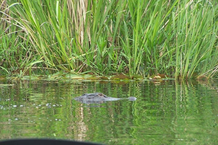 Paddle Alligator River: Kayak the OBX Refuge for Red Wolves & Egrets photo 4