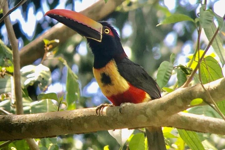 Manuel Antonio National Park Afternoon Wildlife Experience — Guided Walk & Beach Time photo 2