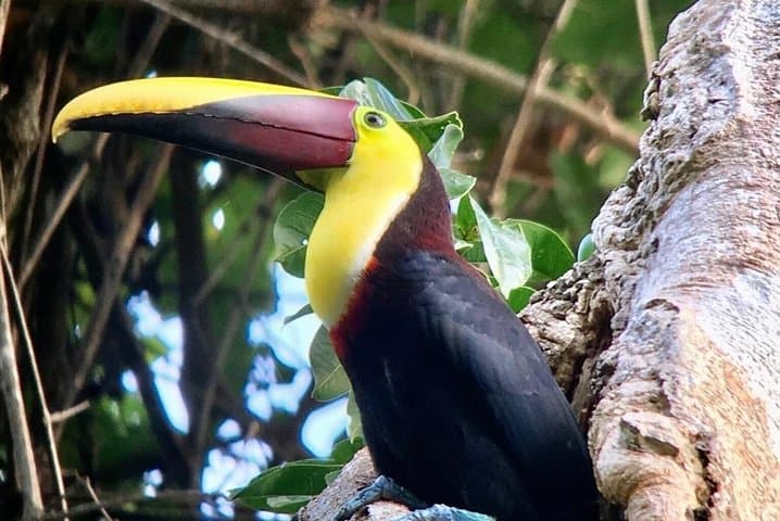 Manuel Antonio National Park Afternoon Wildlife Experience — Guided Walk & Beach Time photo 3