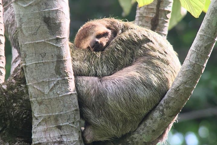 Manuel Antonio National Park Afternoon Wildlife Experience — Guided Walk & Beach Time photo 4