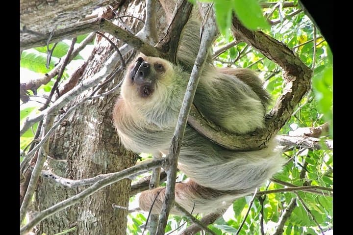 Manuel Antonio National Park Afternoon Wildlife Experience — Guided Walk & Beach Time photo 5